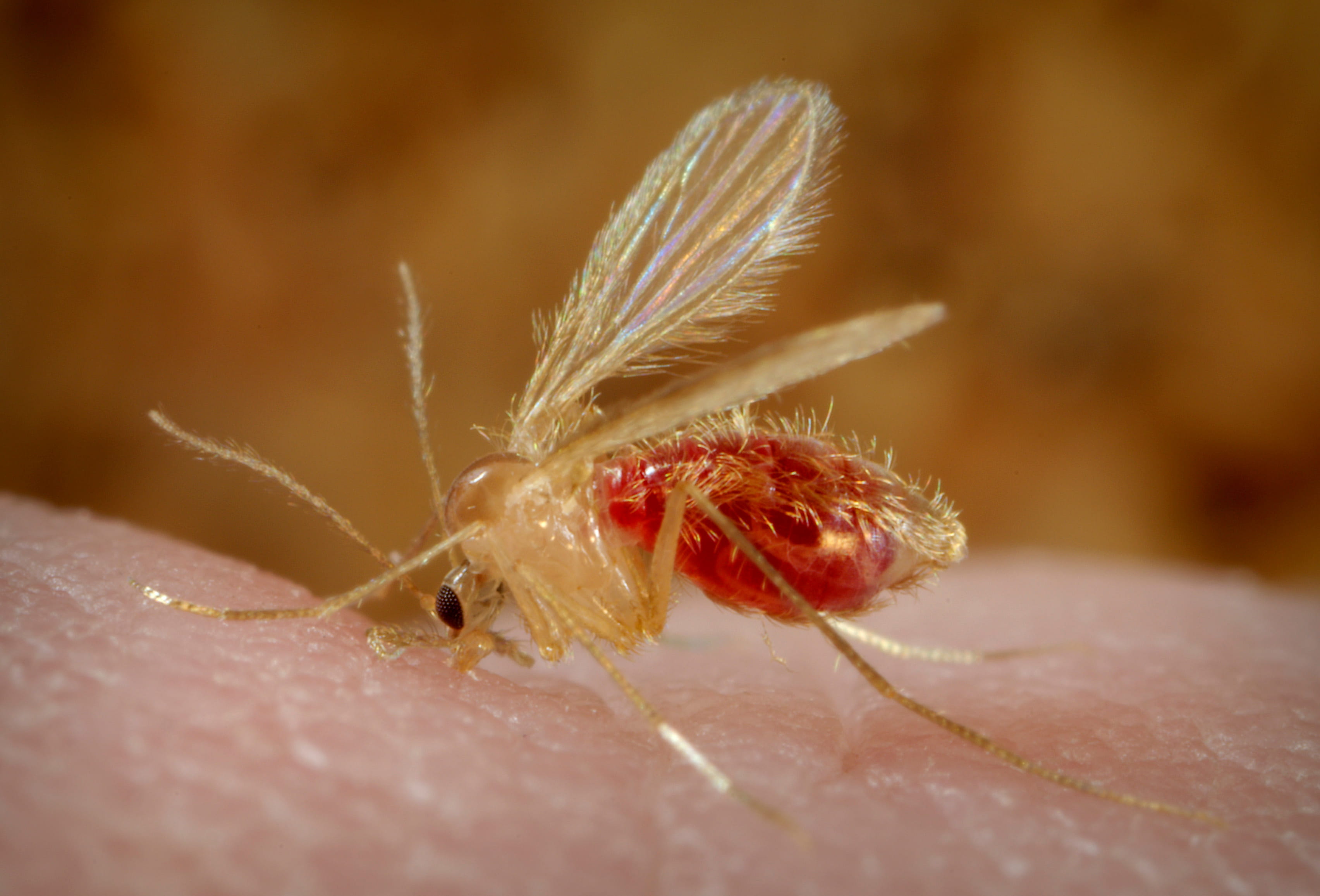 A bite from an infected female sand fly is the main way people contract leishmaniasis. Many may not notice the bites because sand flies are silent, very small, and the bites are usually painless. Photo Credit: James Gathany