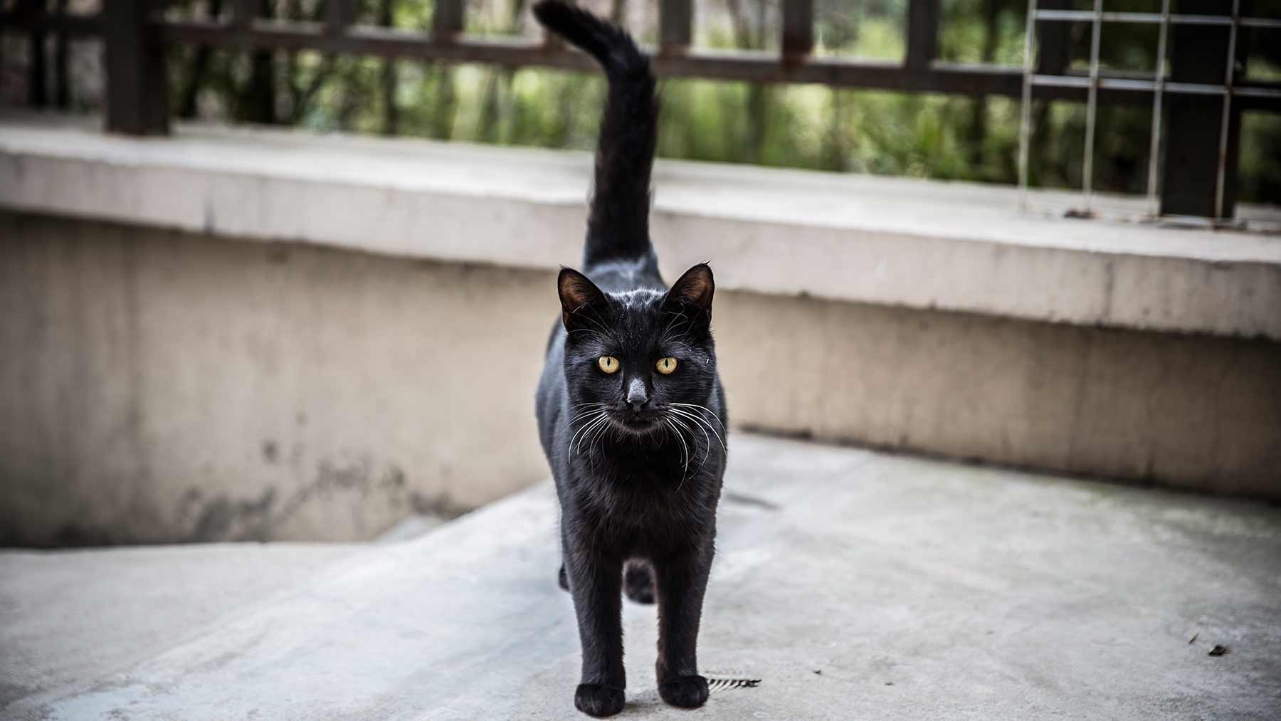 Black Cat Symbolism Meaning Black Cat Spirit Totem Power Animal