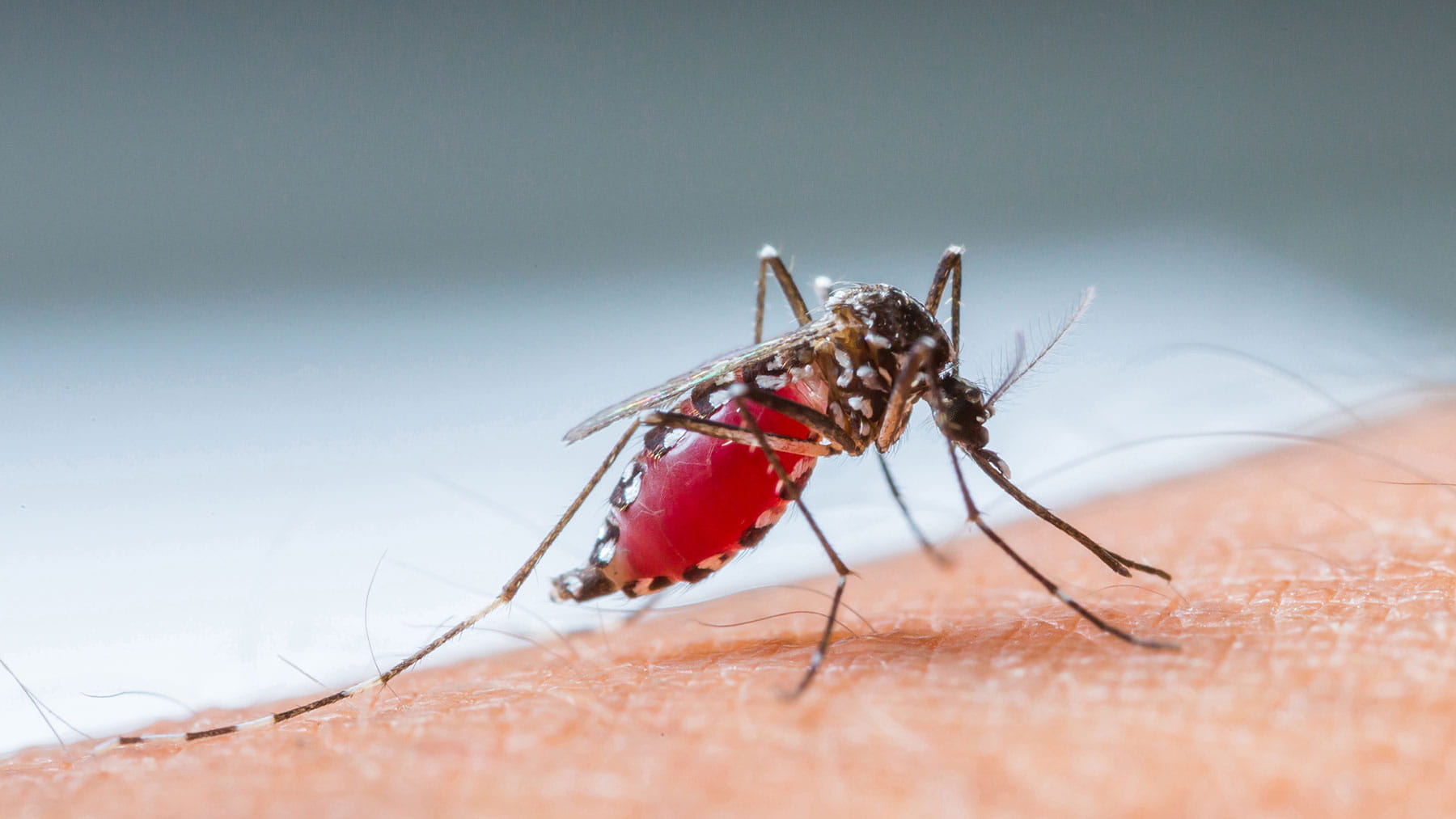 Is that mosquito bite cause for concern? | Ohio State ...