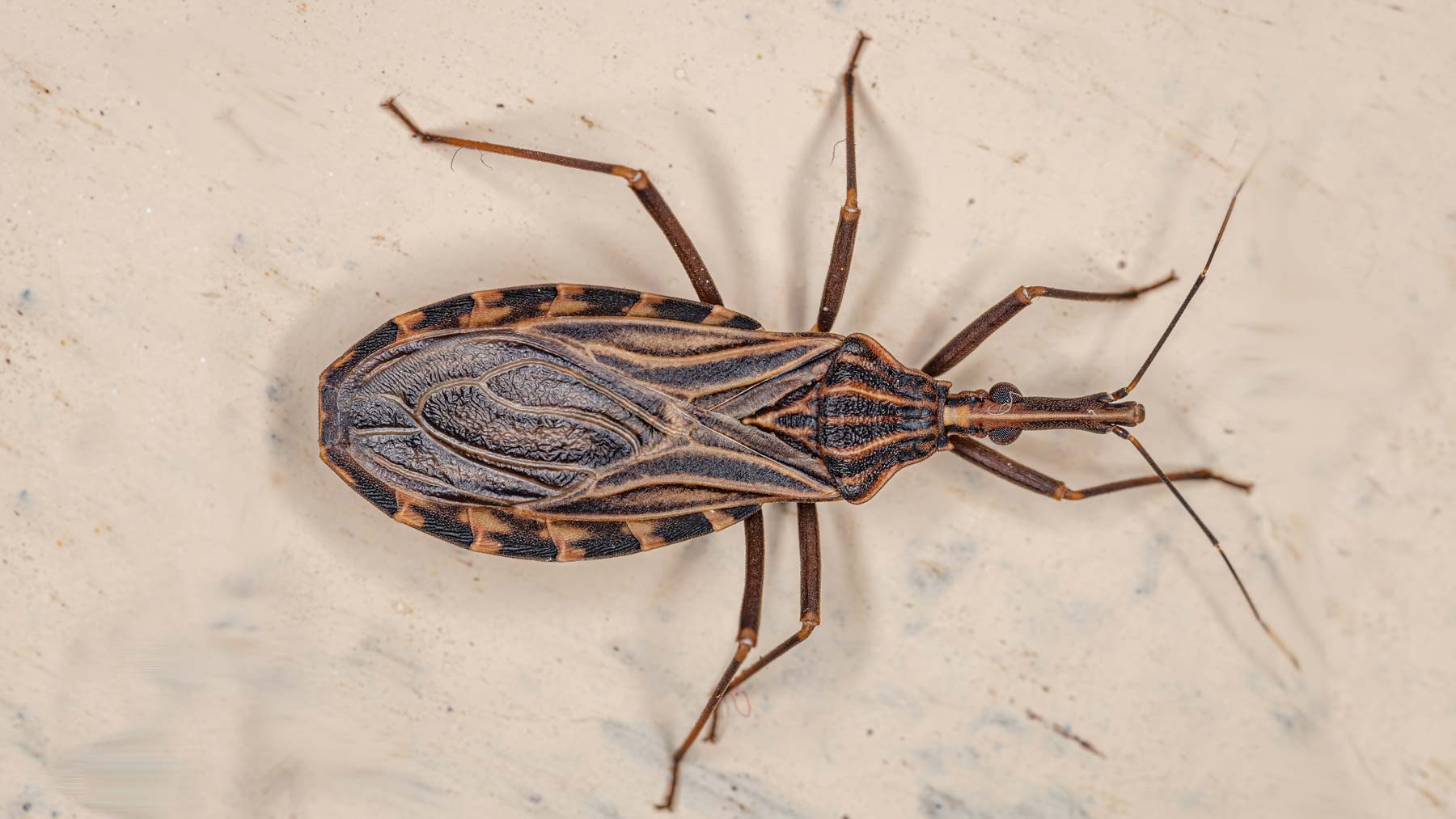 What you need to know about the kissing bug | Ohio State Medical Center