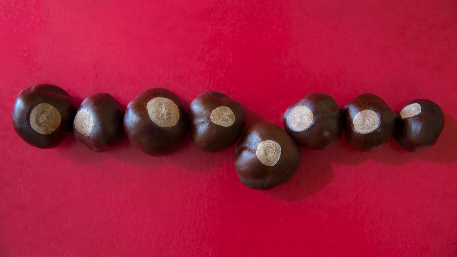 line of Buckeye nuts, with one out of place