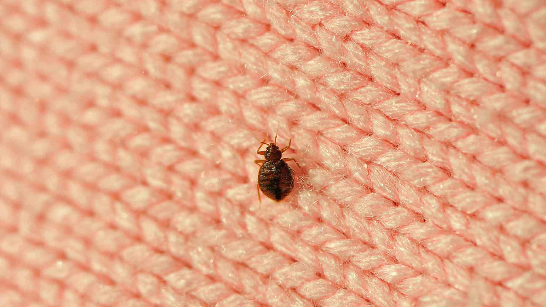 How to kill bed bugs in luggage, backpacks, purses and more