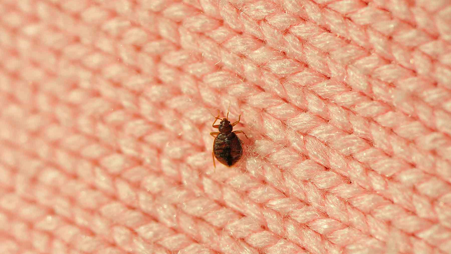 Bed bugs in apartment complex Idea