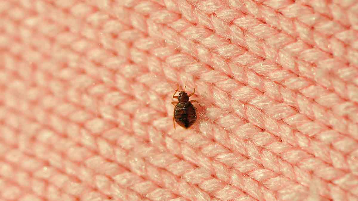 Must-Have Items to Avoid Bringing Bed Bugs from Your Vacation