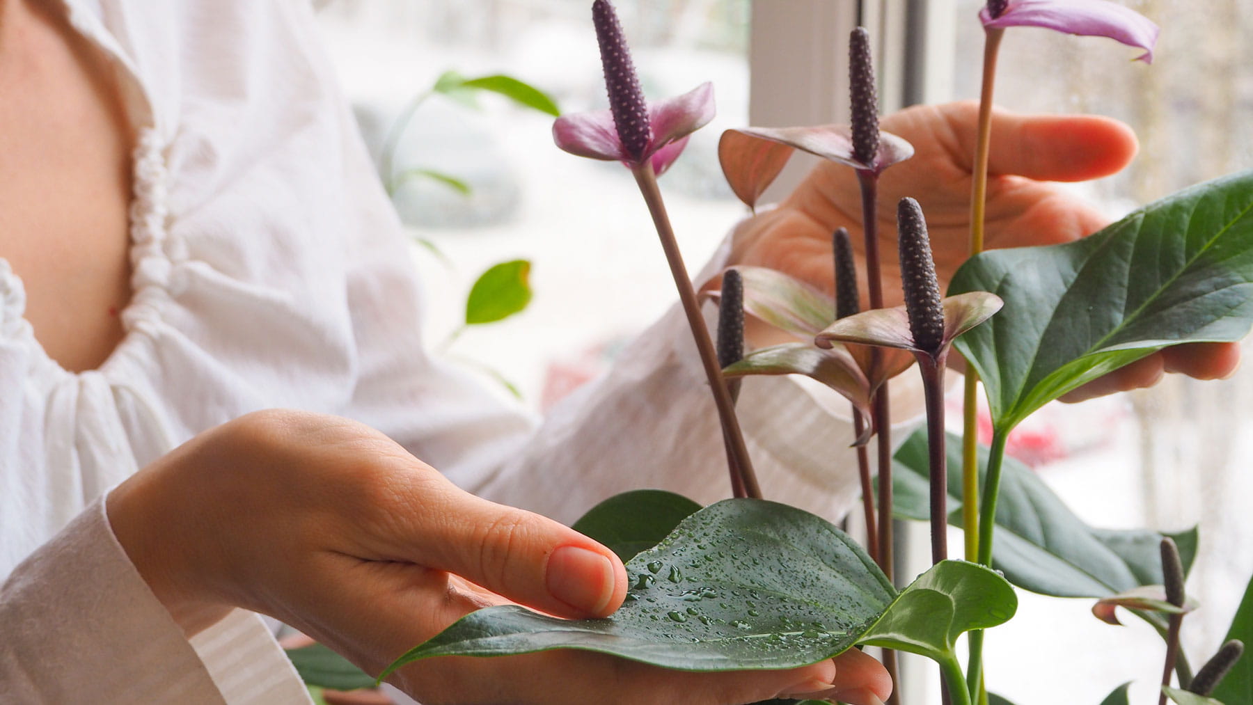 Can I grow lavender indoors? How it can boost sleep and wellbeing