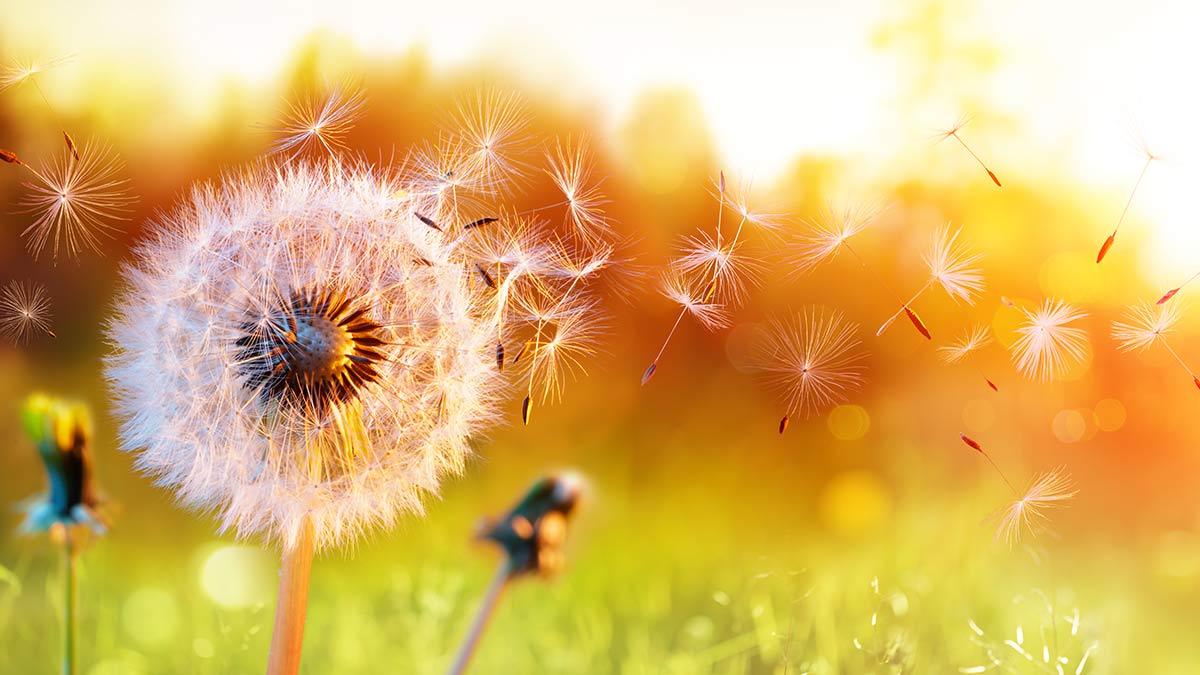 Dandelions blowing in the wind at sunset