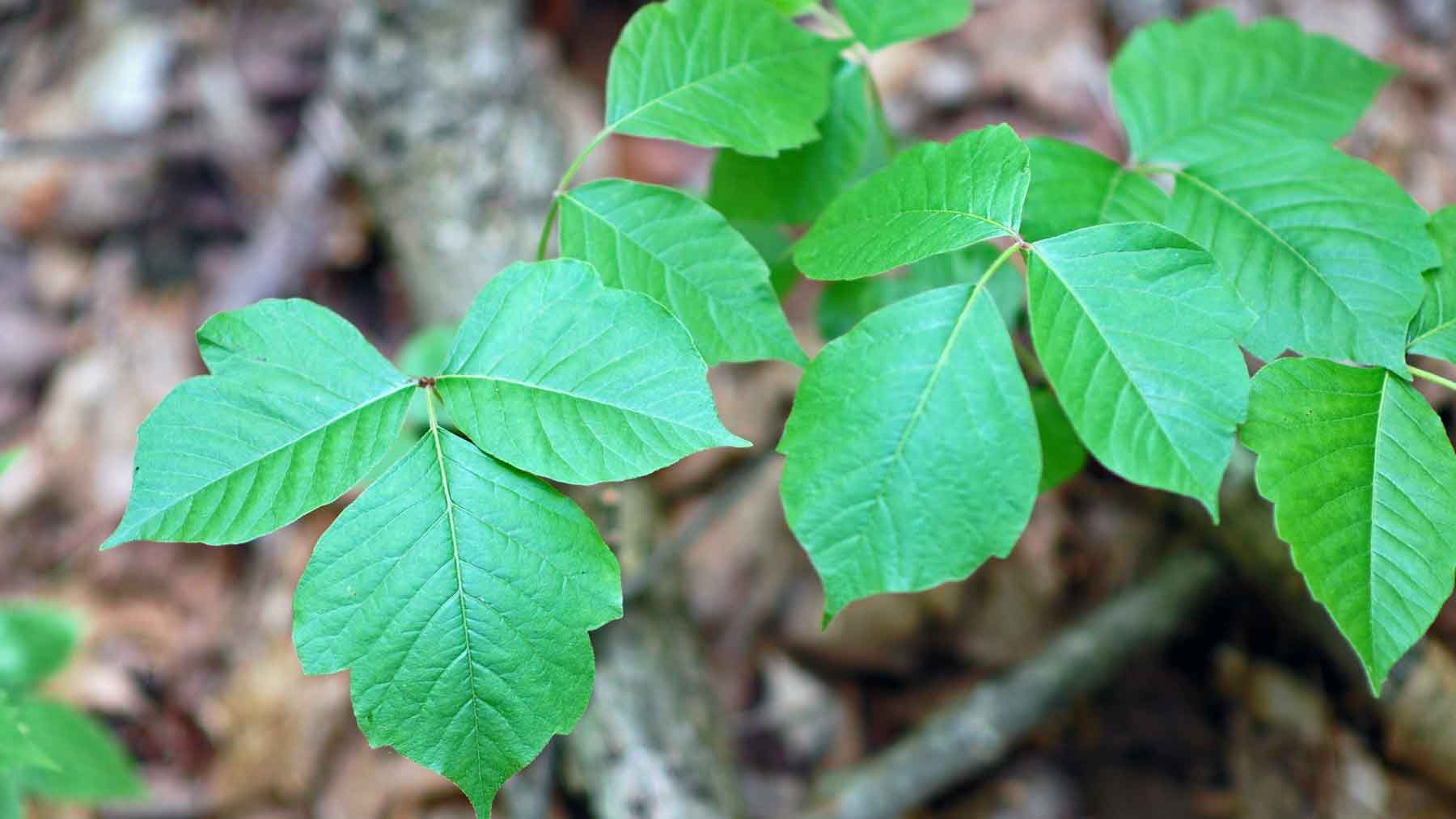 What to do if you encounter poison ivy