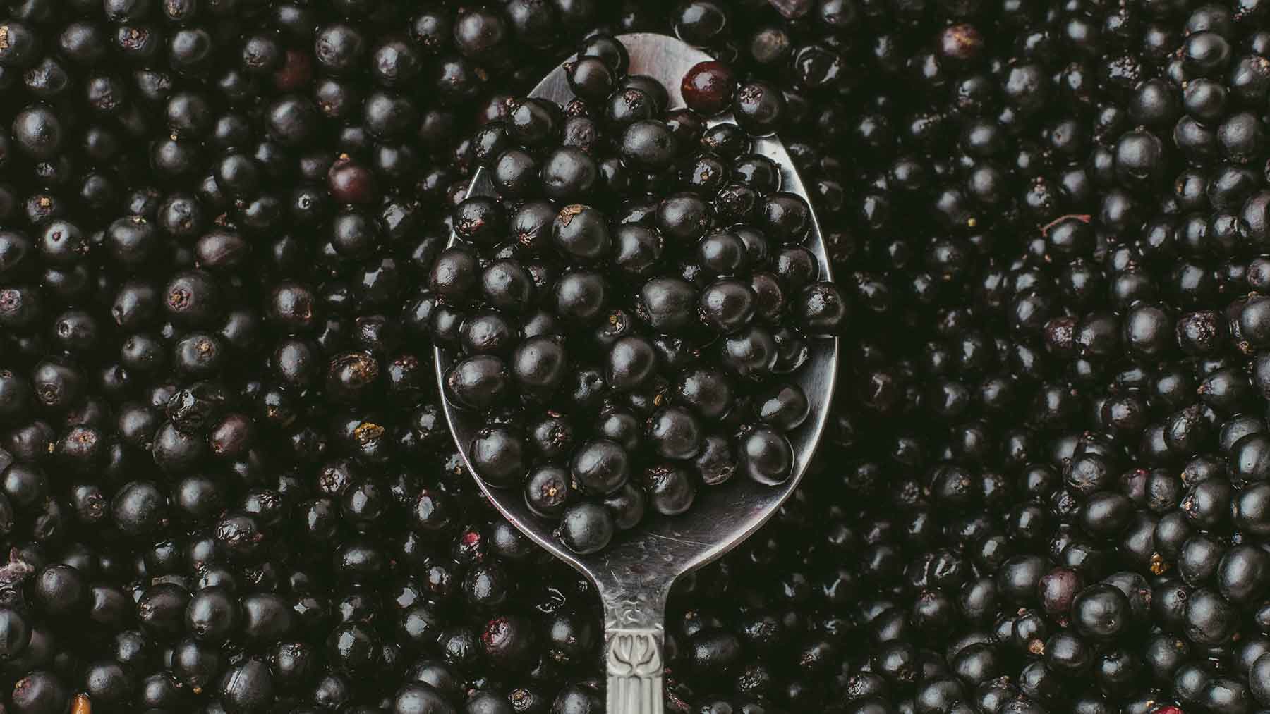 images of elderberries