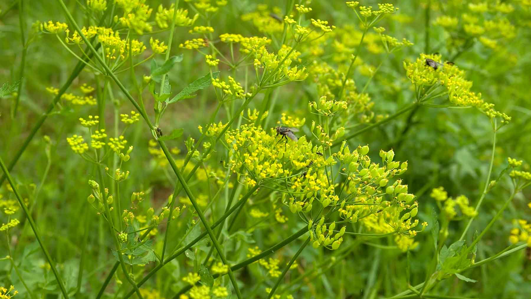 Poisonous-plants_large