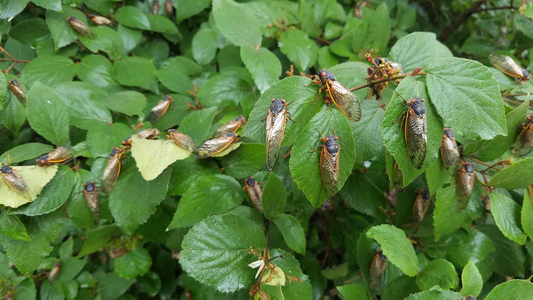 cicadaanxiety_large