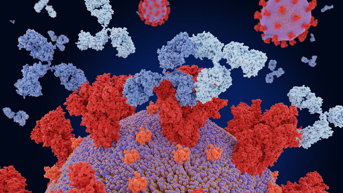 What do antibodies do to protect against COVID19?