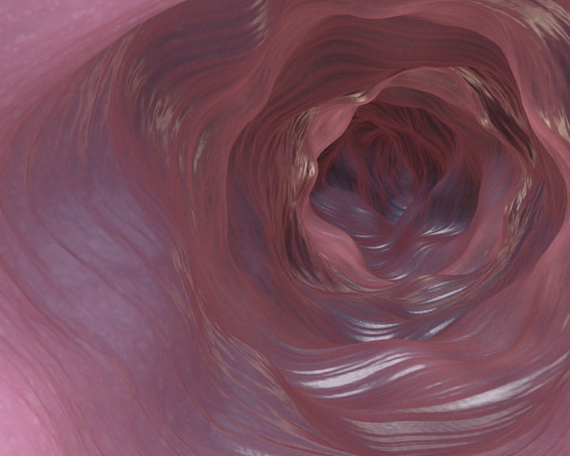 Rendering of inside of intestines