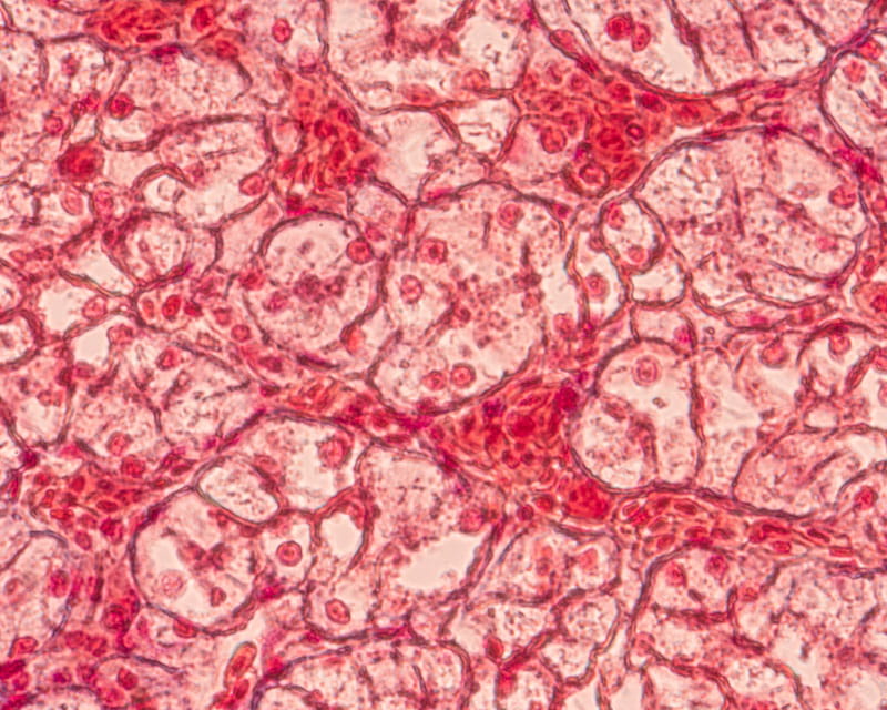 Microscopic view of tissue cells