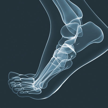 Bones of the foot and ankle