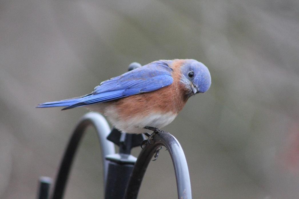 Close-up of a bird