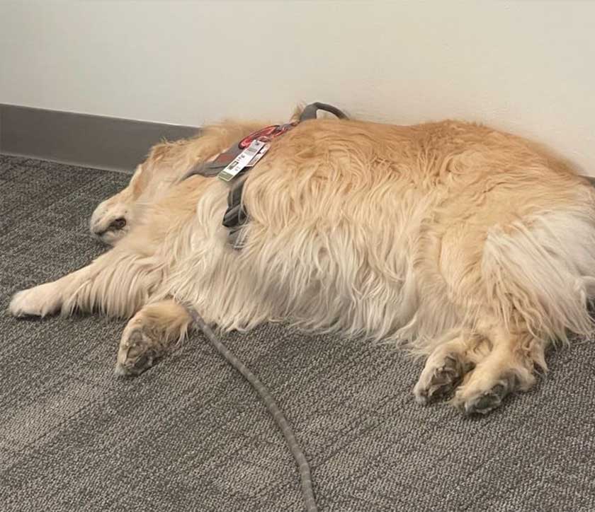 A golden retriever rests on a carpeted office floor.