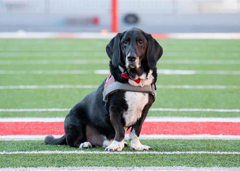 Dexter sitting on The Ohio State University stadium field