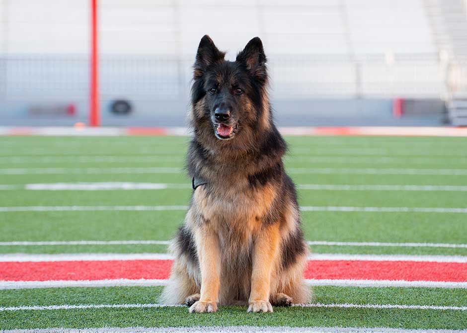 Ellie the german shepherd sitting on The Ohio State University stadium field