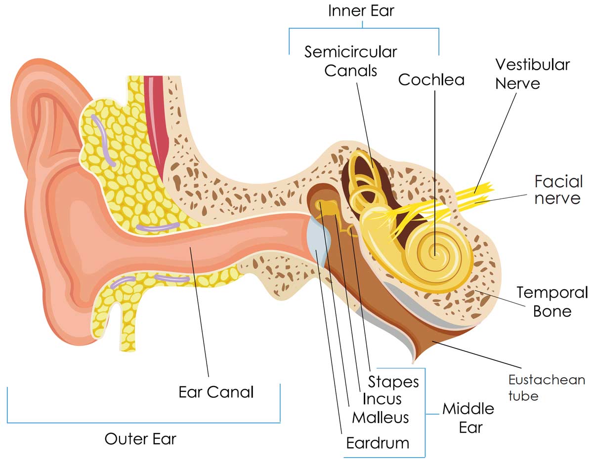 Ear-Model-Illustration